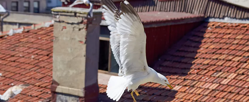 Residential Chimney Animal Removal Solution in Phenix City, AL
