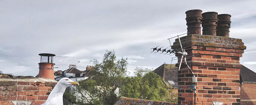 Chimney Cleaning And Restoration in Phenix City, Alabama